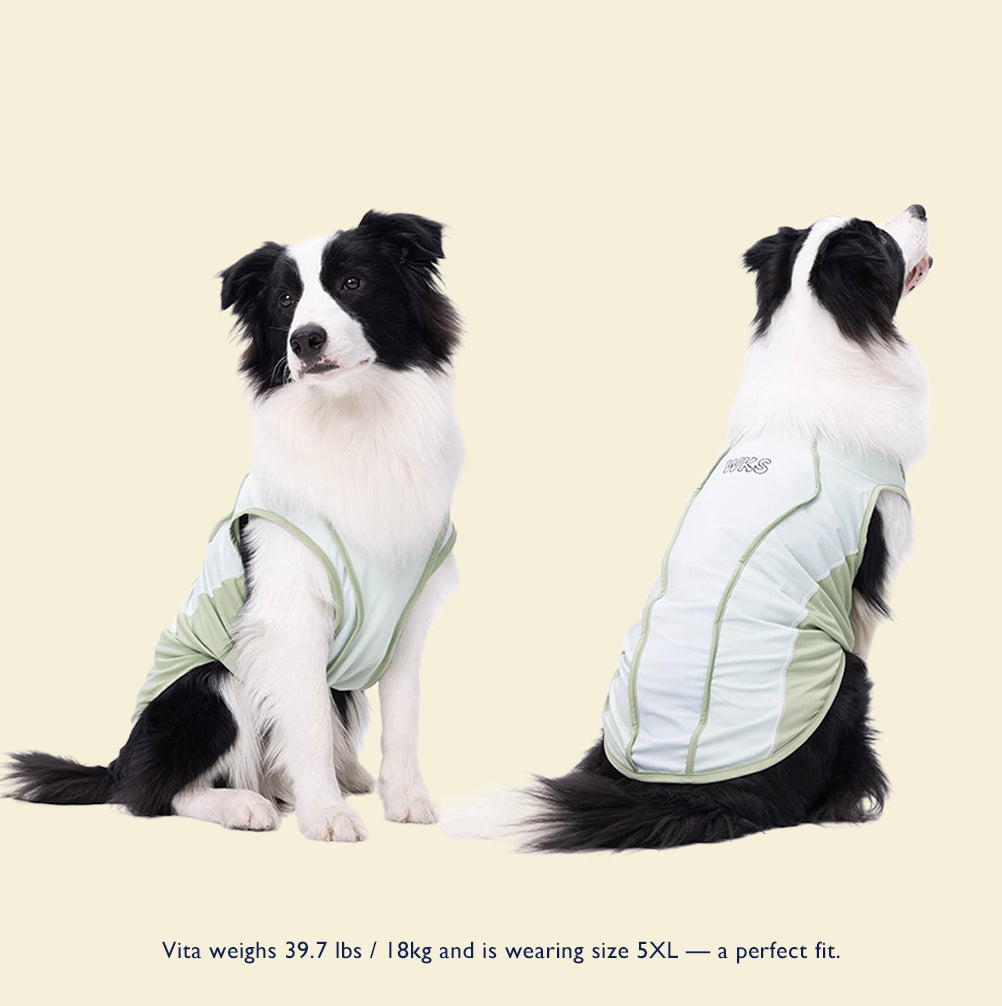 Cooling Dog Vest for Summer – For Medium & Large Breeds