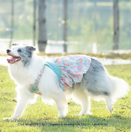 Tulip Morning Pumpkin  Skirt – For Medium & Large Dogs